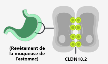 Normal gastric mucosa tissue with CLDN18.2 buried within tight junctions